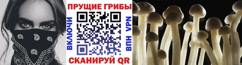 Псилоцибиновые грибы GOLDEN TEACHER  kraken   Полысаево 